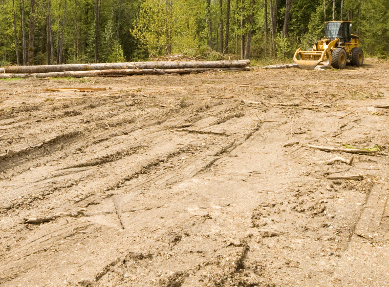 a view of a recently cleared land